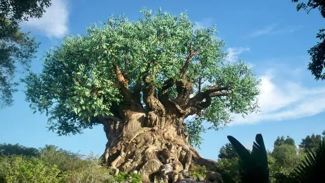 Animal Kingdom