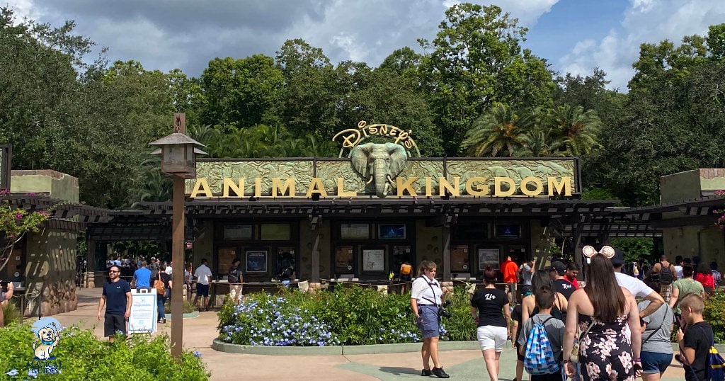 Animal Kingdom entrance, planning to rope drop prepare to go early!