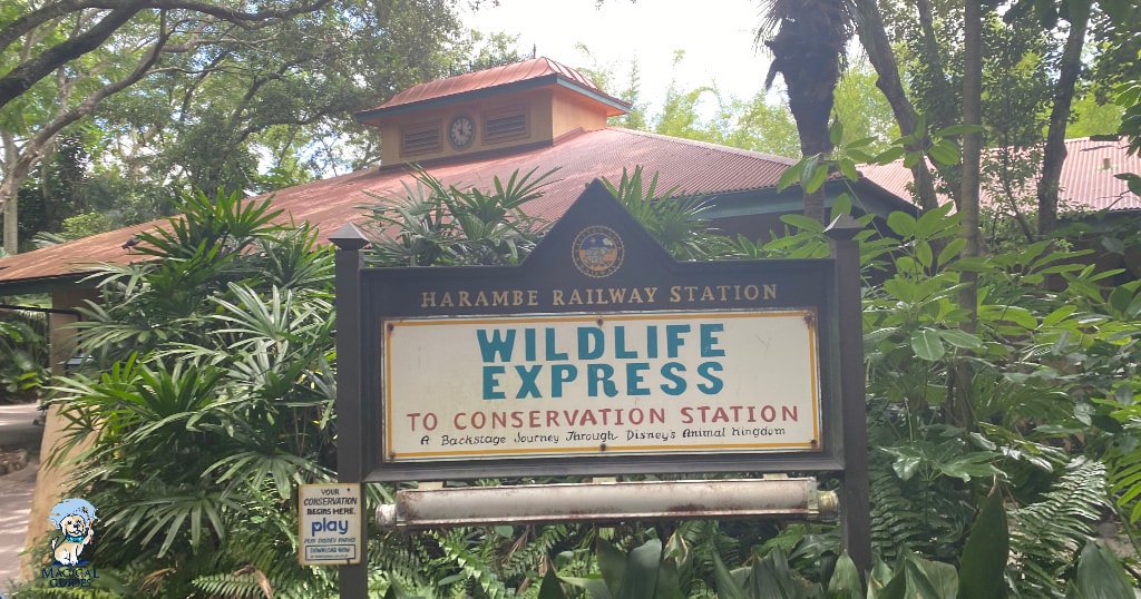 Is Animal Kingdom better than Hollywood Studios? - Magical Guides Is Animal Kingdom better than Hollywood Studios? - Magical Guides