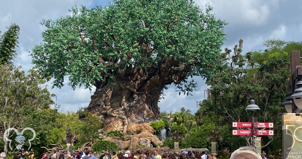 The tree of life is quite a sight when you walk into Disney's Animal Kingdom theme park.