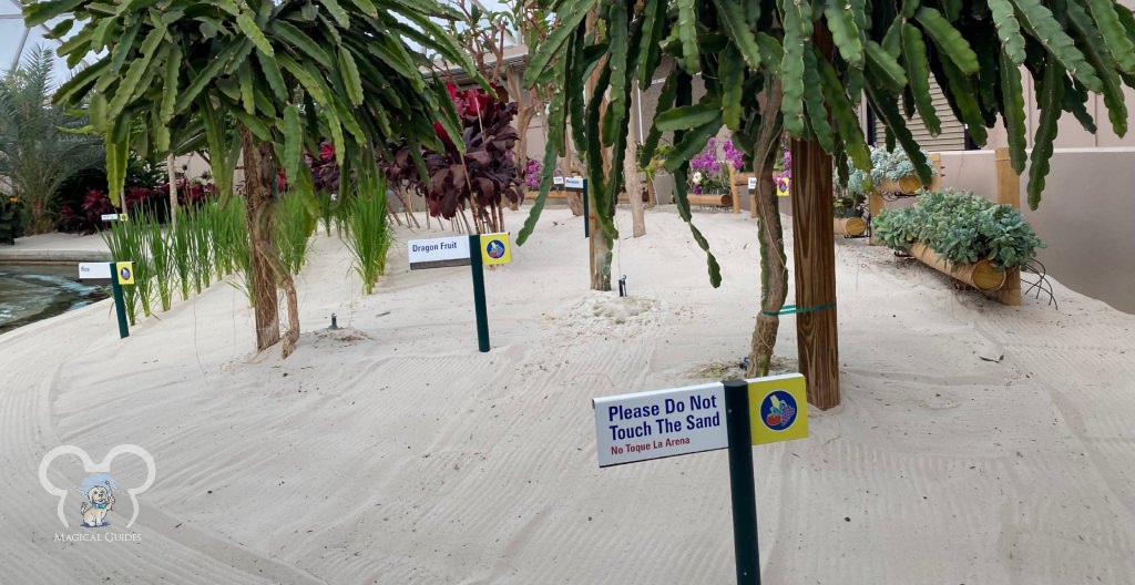 Carefully swept sand is there to prevent folks from disturbing the growing environment. 