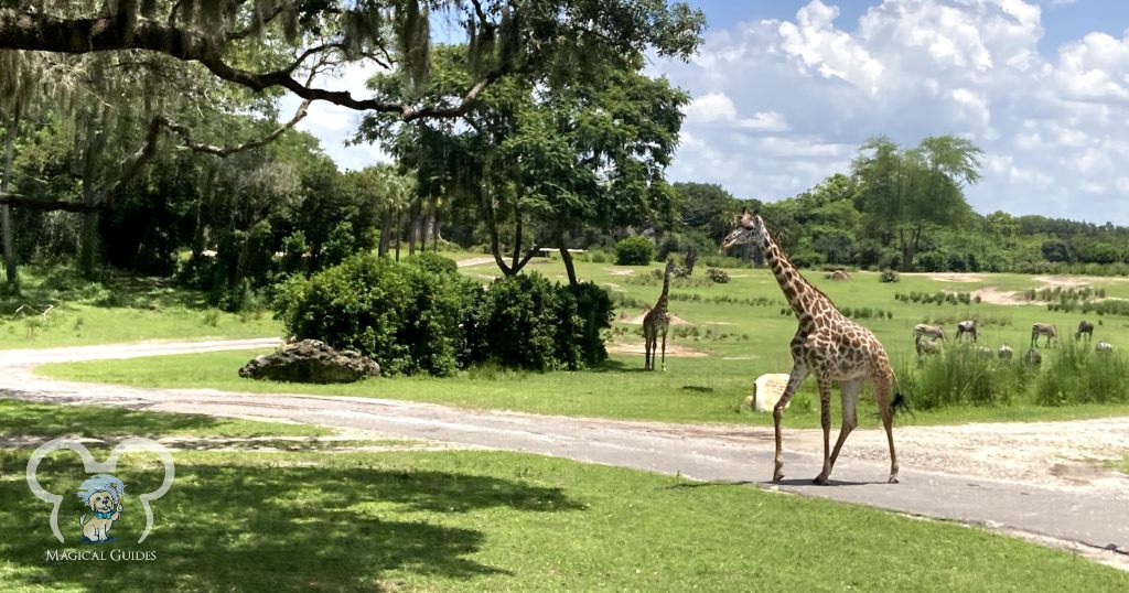 Giraffes that can be seen on the Kilimanjaro Safari Ride in Animal Kingdom