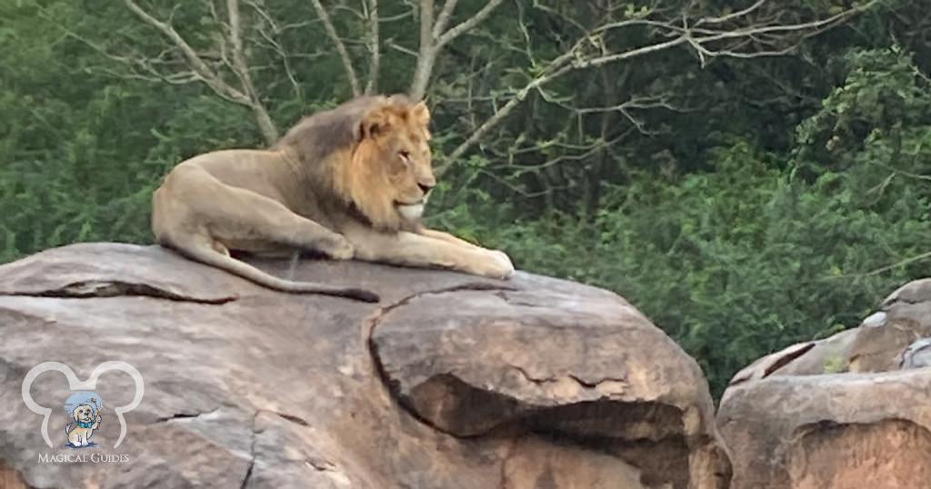 Lion seen relaxing on a rock in the morning at park opening on Kilimanjaro Safaris in Animal Kingdom.