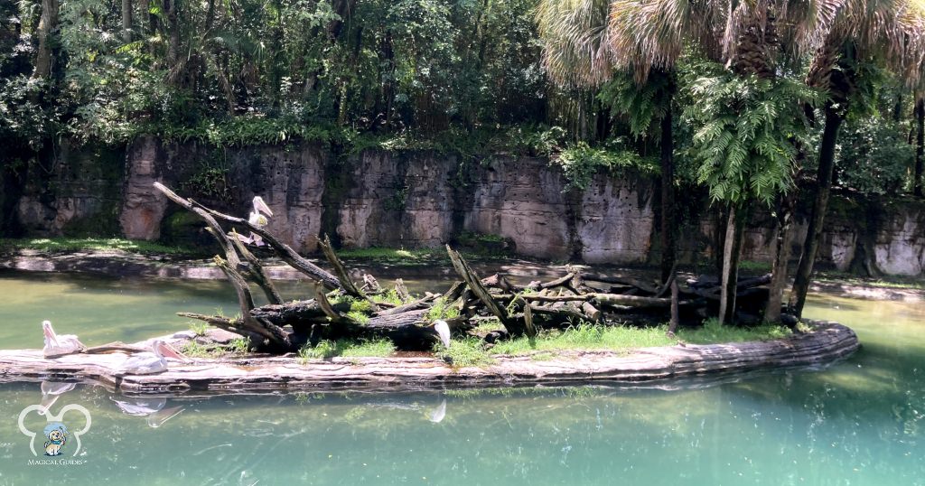 Disney's Animal Kingdom. We were looking for hippos staying cool underwater in July on Kilimanjaro Safari.