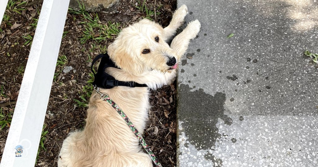 Taking a break while walking in Celebration, FL. Celebration is a dog friendly town with dog friendly outdoor patio seating. There is also a Woof Gang Bakery to check out here.