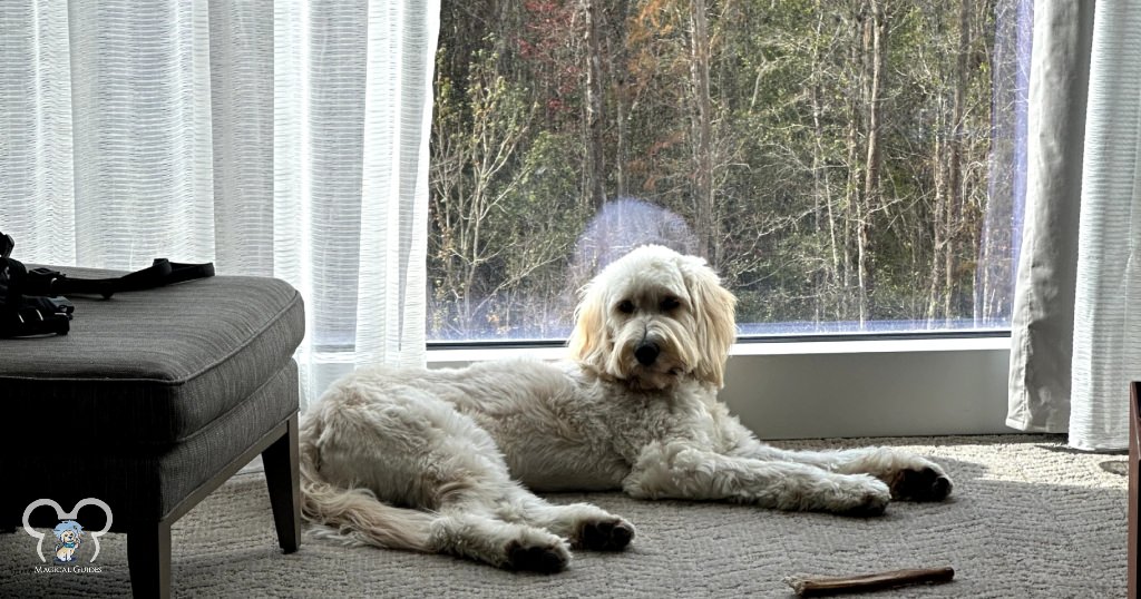 Walt relaxing at the JW Marriott Hotel. He loved being able to look out of this huge bay window to see what was happening outside.