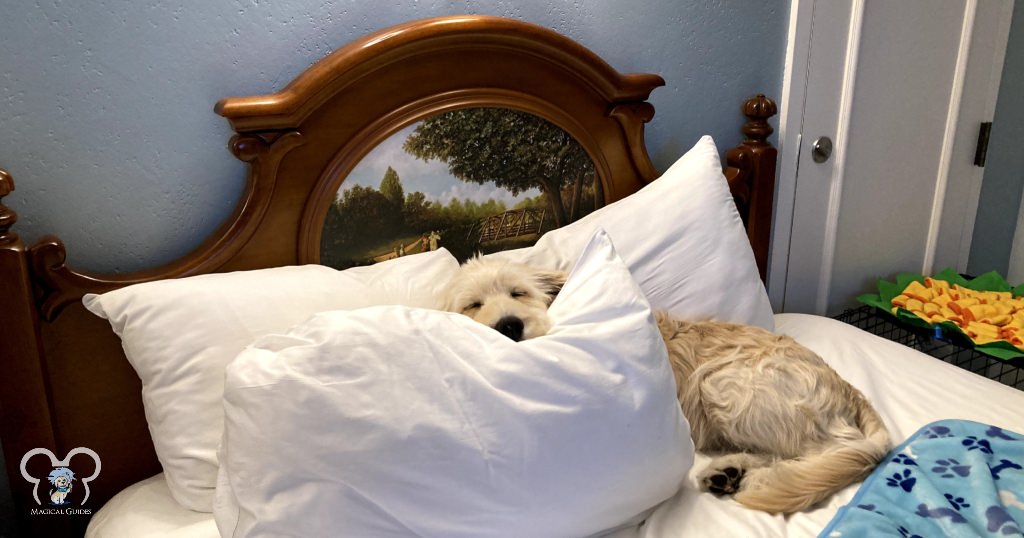 There are added cleaning fees for bringing your dog to a hotel. Walt is relaxing after a long day of playing with dogs at doggy daycare.