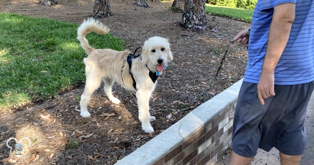 Walt on a walk outside of Disney's Port Orleans Riverside during our Easter trip.