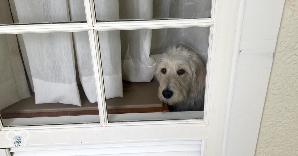 Walt sitting in the room looking at us right outside. Secure the window curtains to prevent barking!